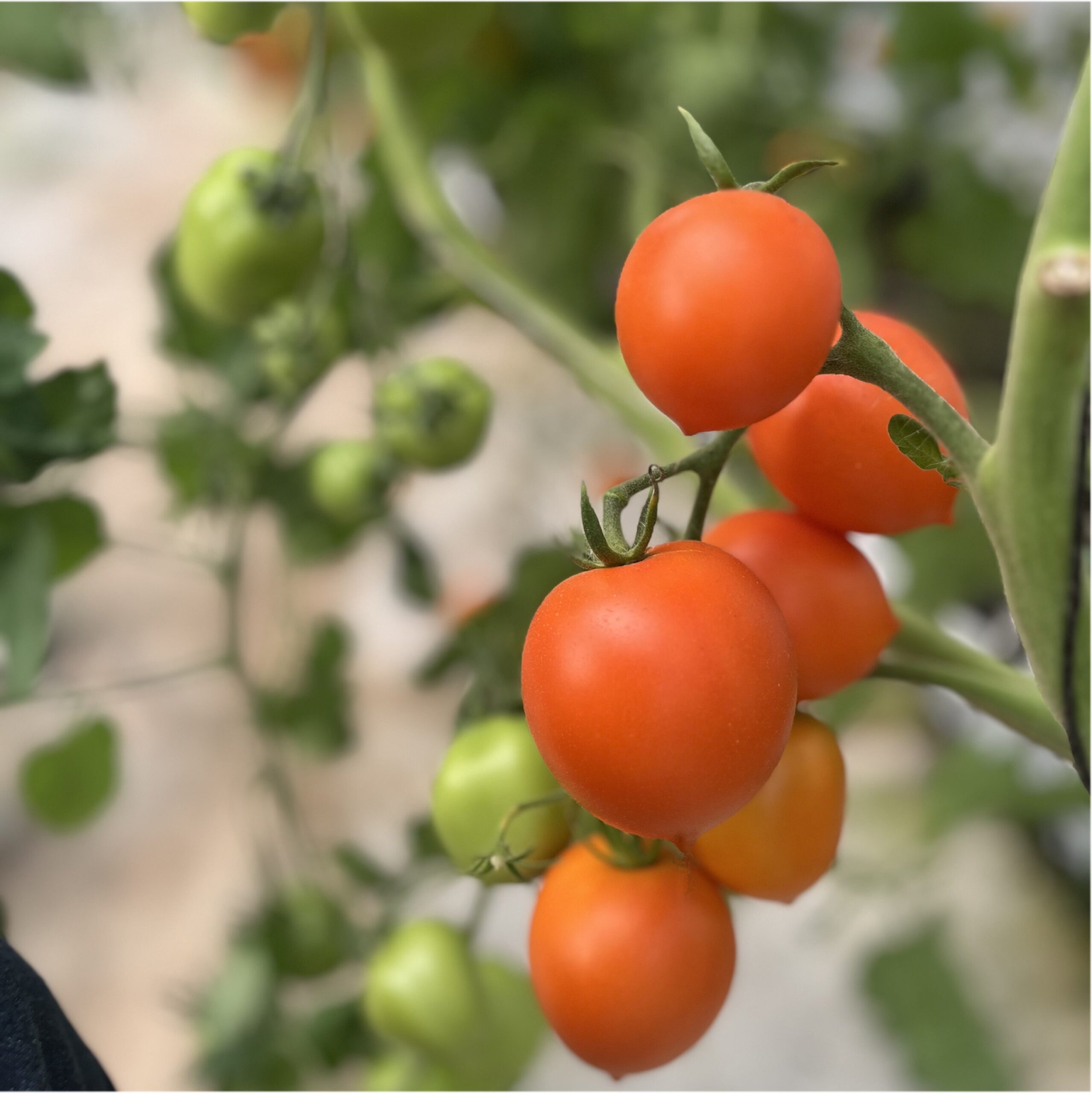 Extractos de Plantas Ricos en Crocina